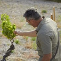 Alfredo maestro tocando una viña