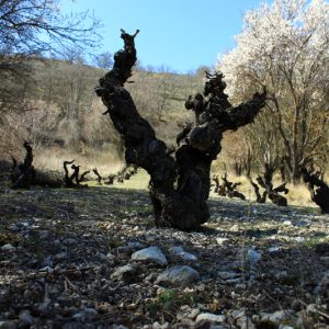 Viña vieja ribera del duero