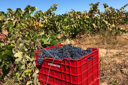 alfredo-maestro-octubre01